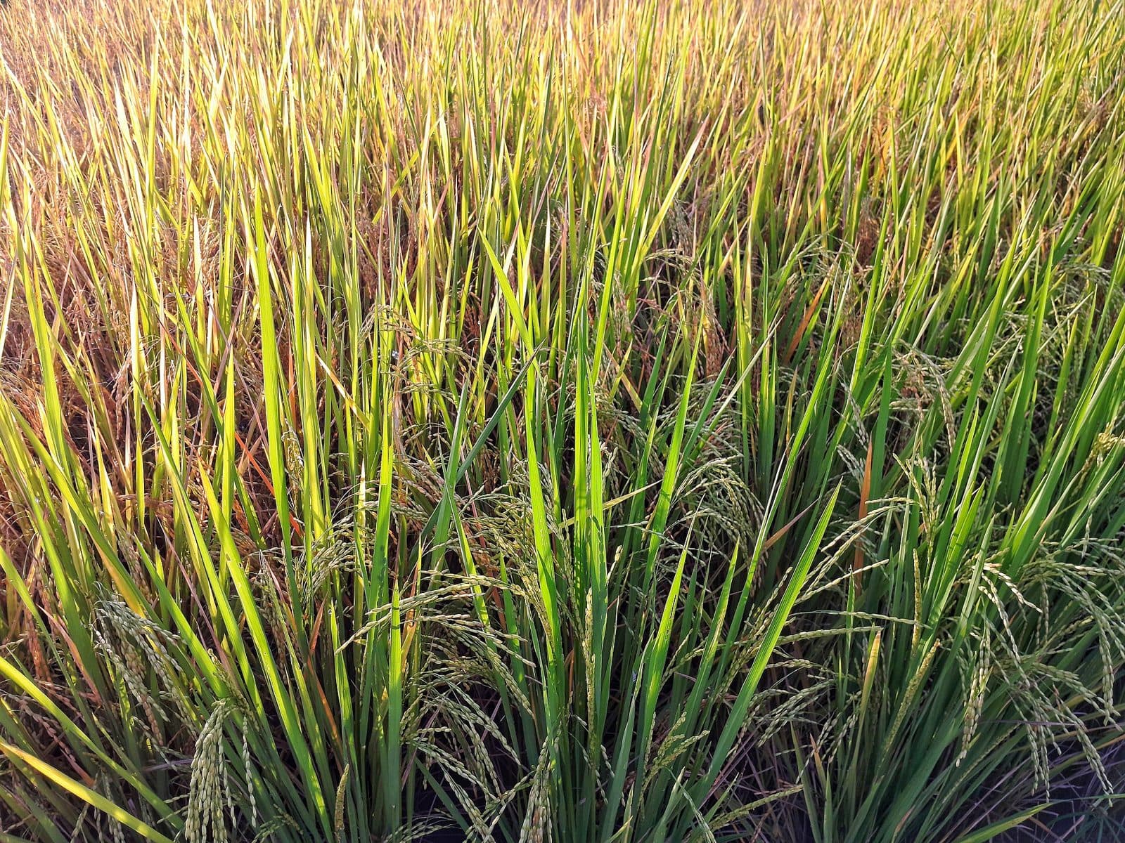 Ripening rice plants in a paddy field