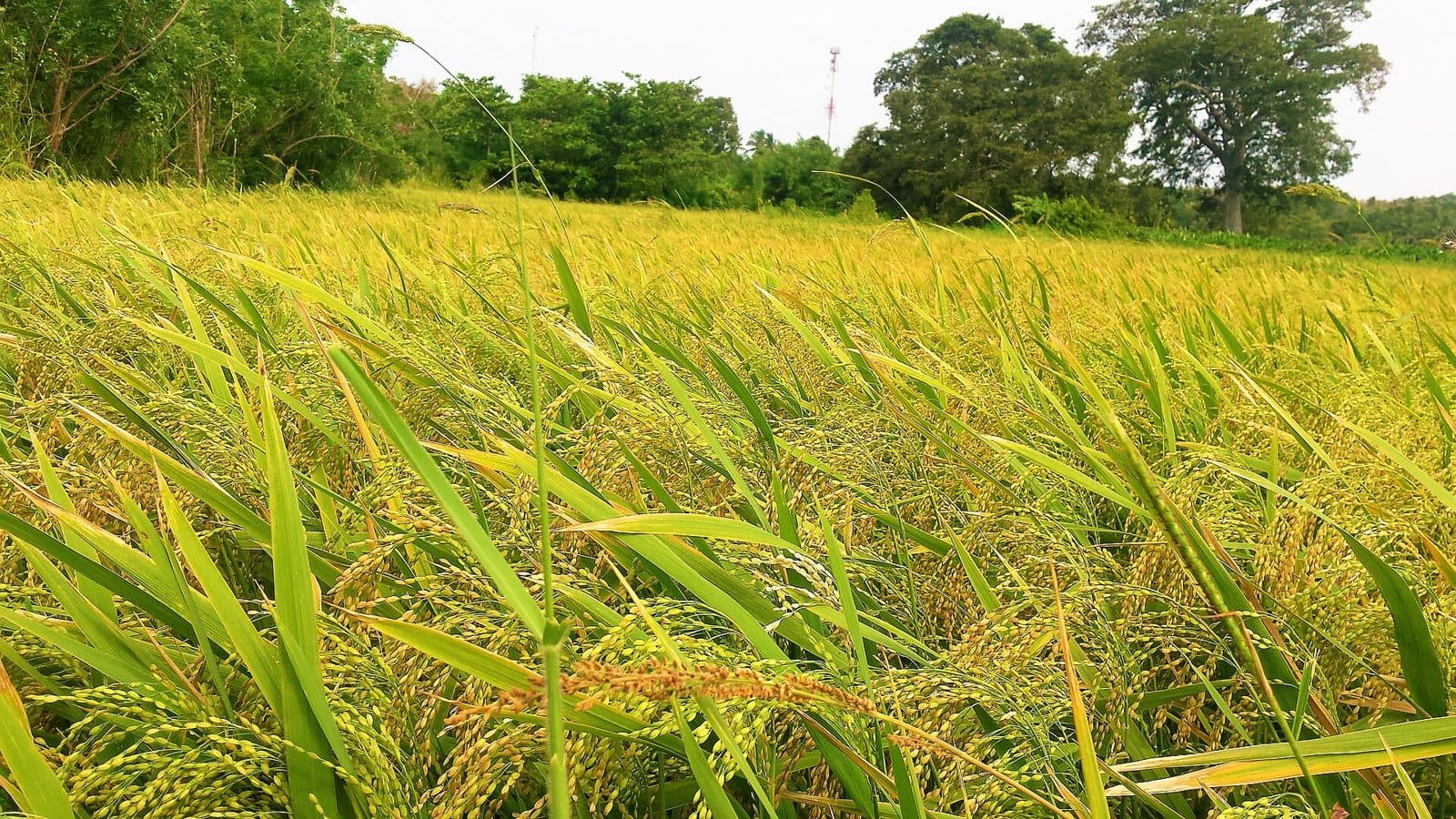 Field of ripened rice paddy